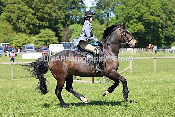 IMG_4028 - Working Hunter