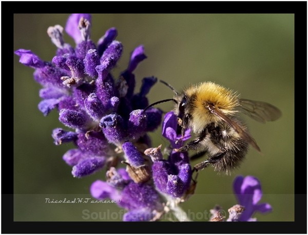 Honey Bee... - Invertebrate's Macro