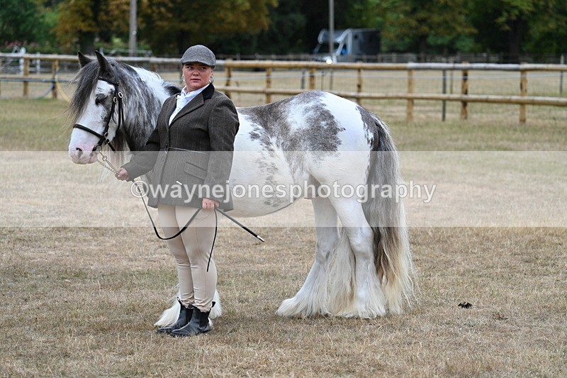 WJ7_9543 - Class 5 Most Handsome Gelding (up to 14.2hh)