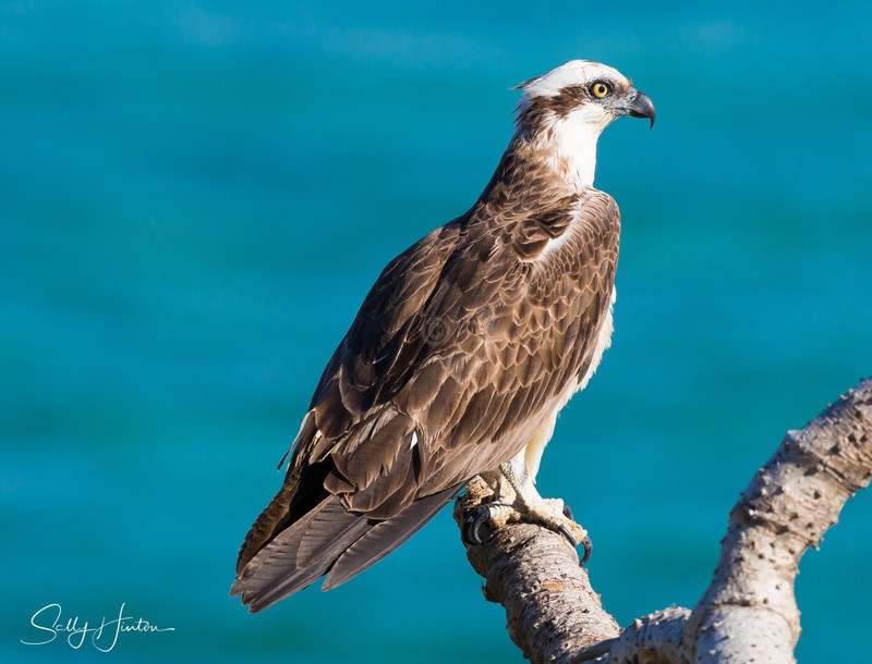 Osprey Perched 1