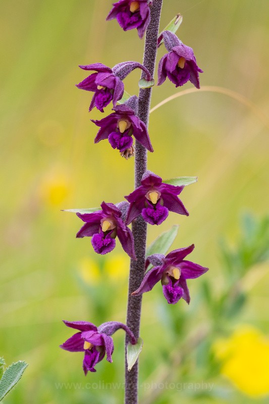Dark Red Helleborine.   ref 8275 - macro and nature.