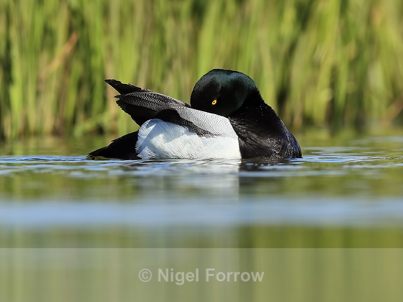 Scaup (male) preening, Iceland - Scaup