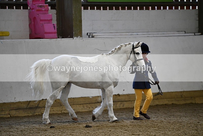 WJ5_4634 - Class 3 Part Bred In hand