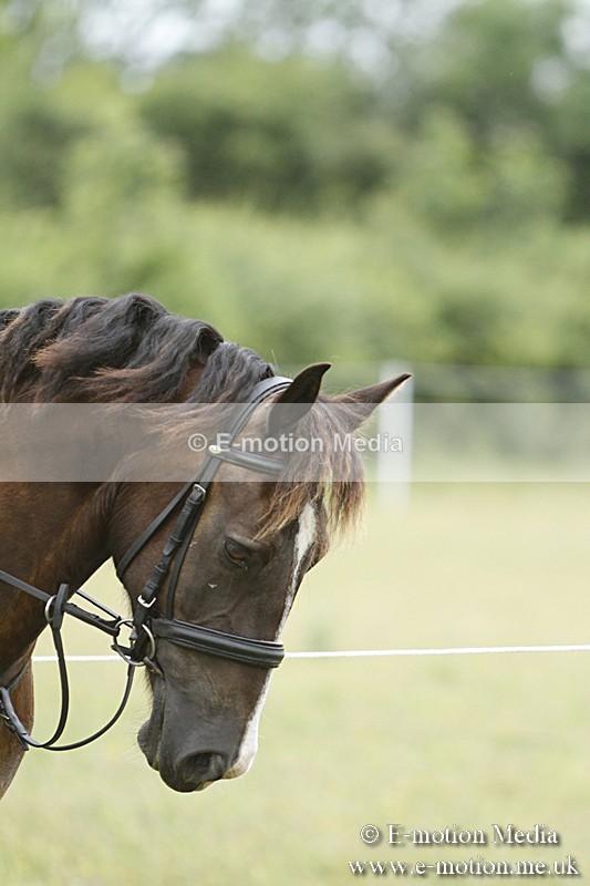 BVR160717-145 - Ring 3 BVRC Show 16/07/17