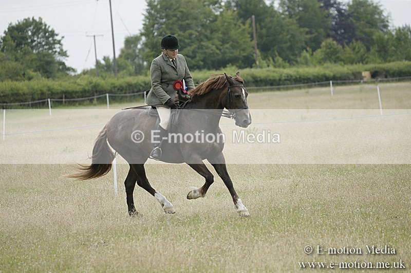 B230619-0990 - Bourne Valley Riding Club Summer Show 23/06/19