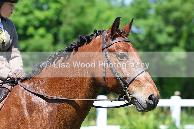 3E7A7357 - Class 30: Novice Working Hunter