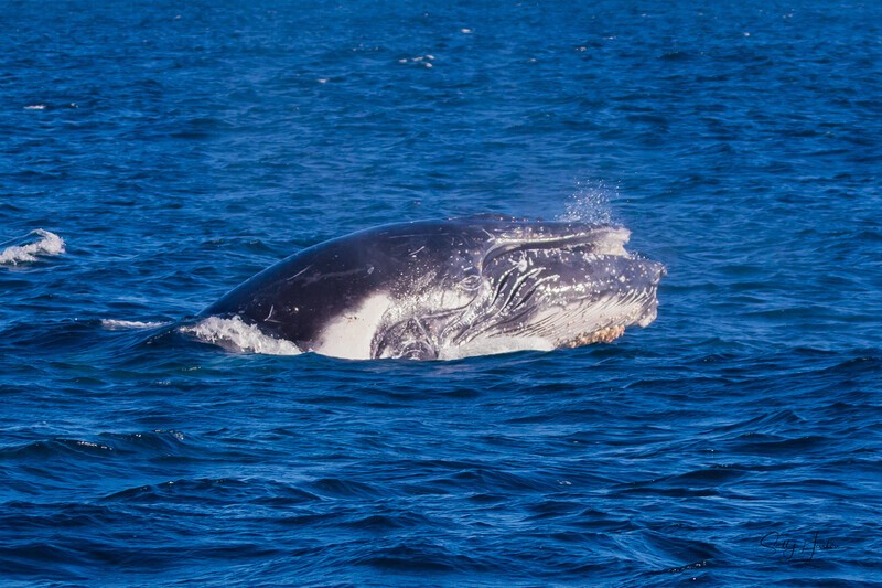 Head Lunge 1. 0A3A8425 - 2025 Whales