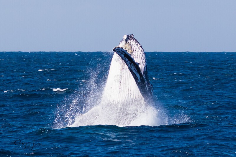 Ocean Breach 1  0A3A3712 - Humpback Whales