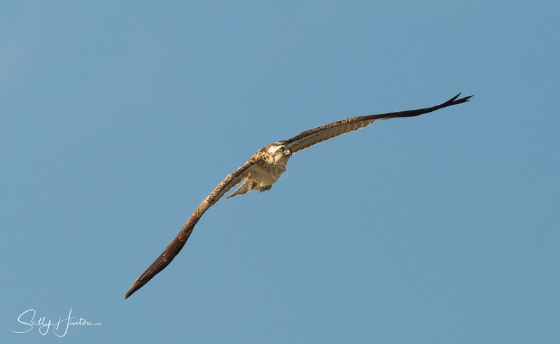 Osprey in Flight 5