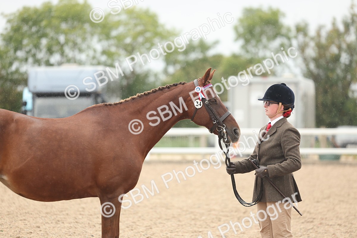 SBM_19830 - Class 318 - IH Part Bred Horse-Pony