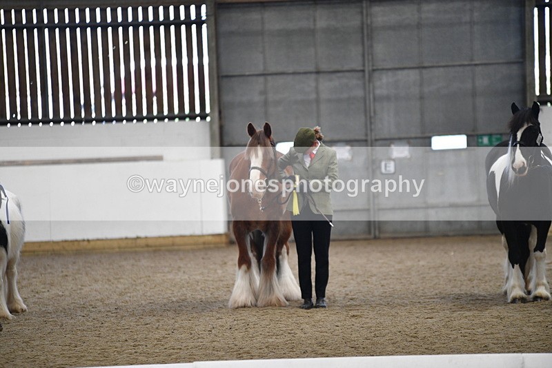 WJ5_5582 - Class 4 In hand M&M - small breeds