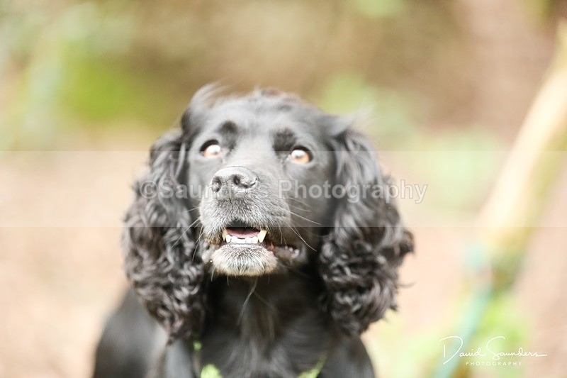 SPXX3959 - Endurance Dogs