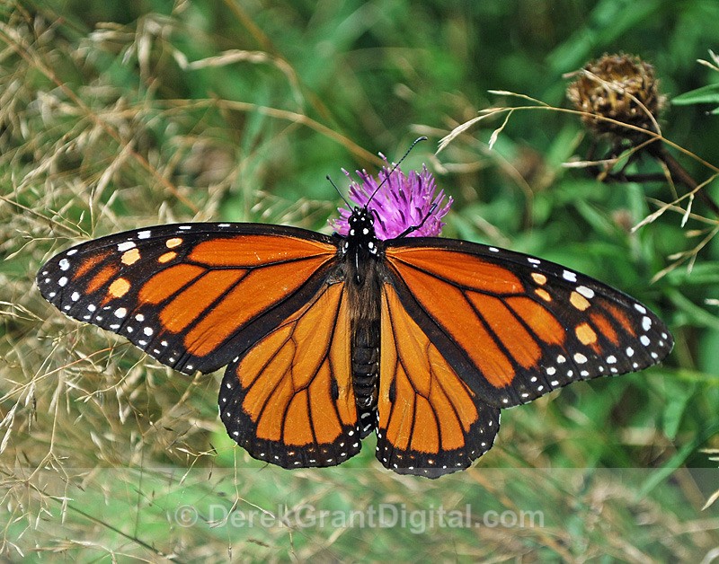 Monarch Butterfly - Butterflies & Moths of Atlantic Canada