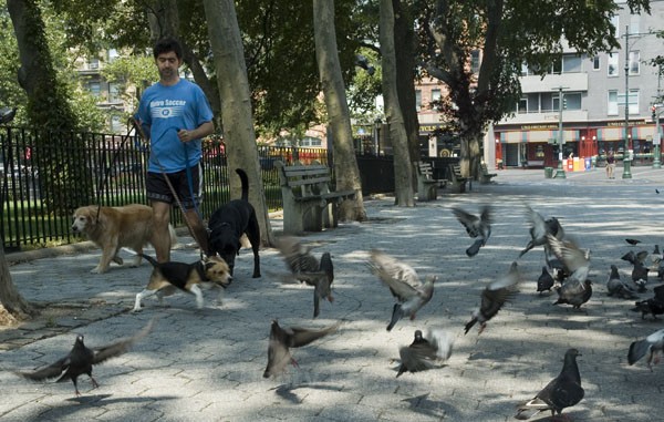 Assignment 2 - Pigeons - 2006 Finalist in Popular Photography's Photographer of the Year