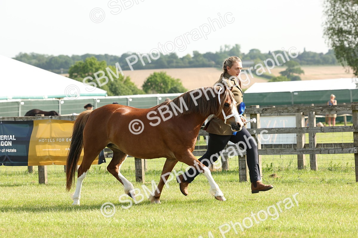 SBM_00615 - Class 6-13 - Mountatin and Moorland In Hand Welsh Breeds