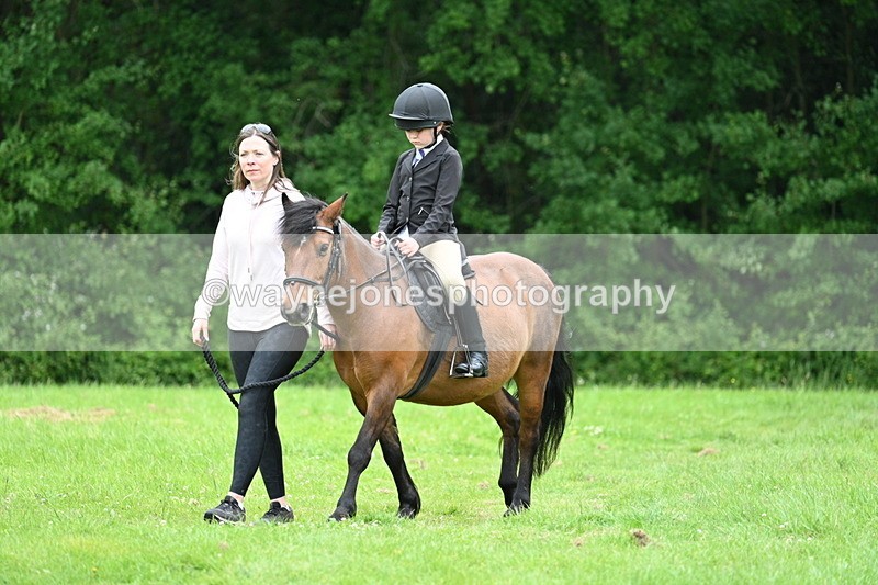 WJ7_3836 - Class 14A Handsome Gelding