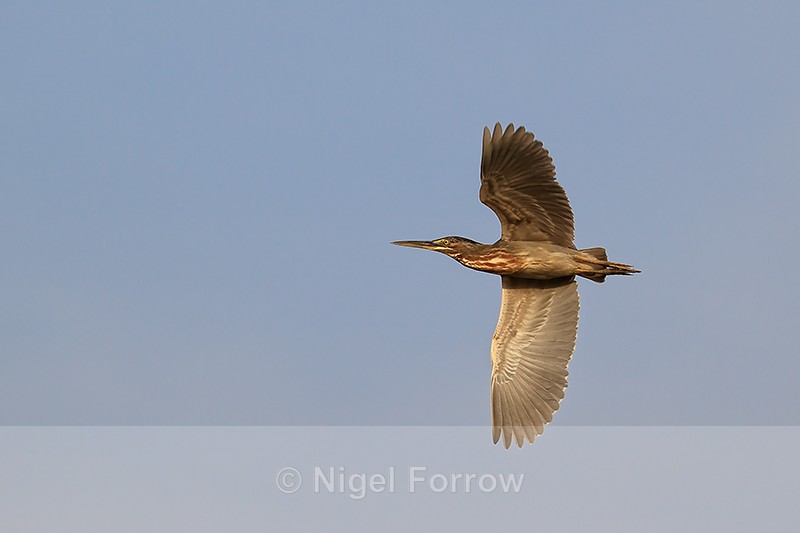 Striated Heron (adult) in flight, Mato Grosso, Brazil - Striated Heron