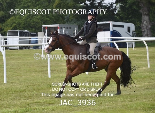 JAC_3936 - 55cm WORKING HUNTER