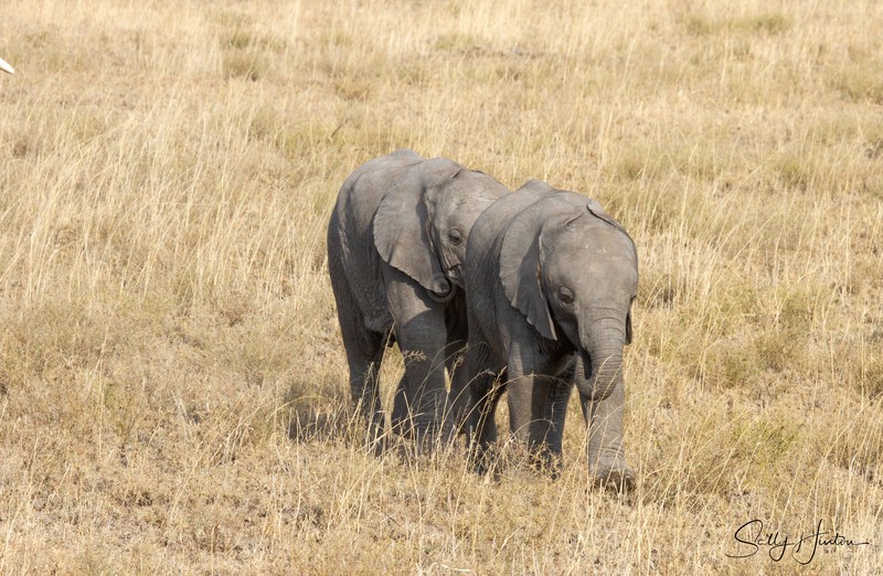 Masai Mara Elephants 5a