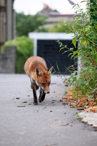 Urban Fox, Bristol _ UR077 - Urban Foxes, Bristol, Great Britain