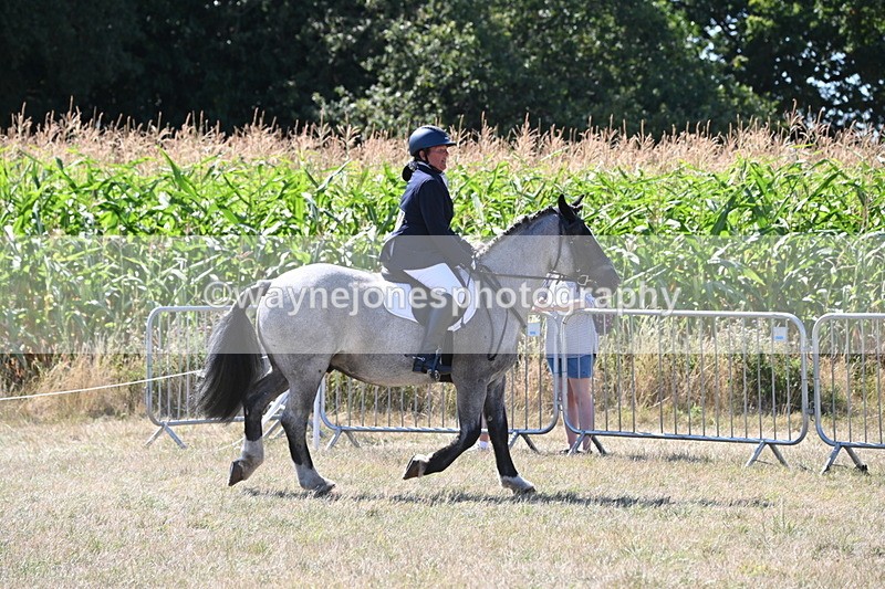 WJ6_8902 - Class 38 Ridden Riding Horse/Pony