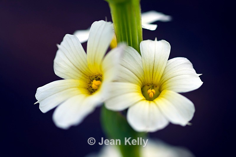 White flower - 5473 - White