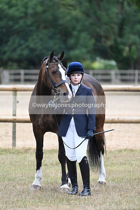 WJ7_9810 - Class 5a Most Handsome Gelding (above 14.2hh)