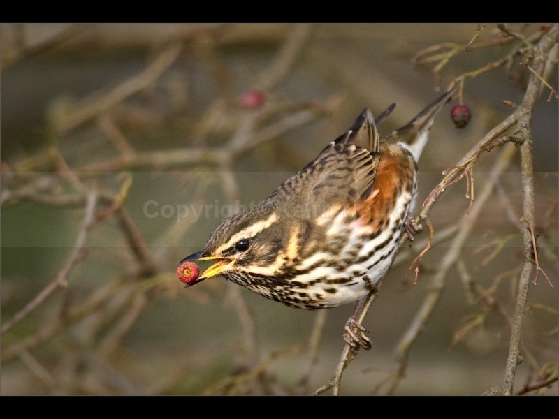 Redwing on Hawthorn - 2010