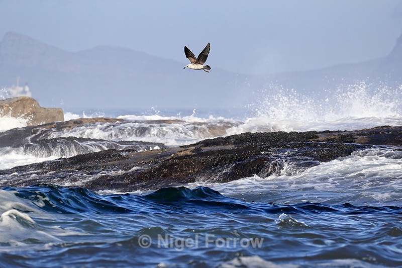 Kelp Gull hovering, Seal Island, False Bay, South Africa - Kelp Gull