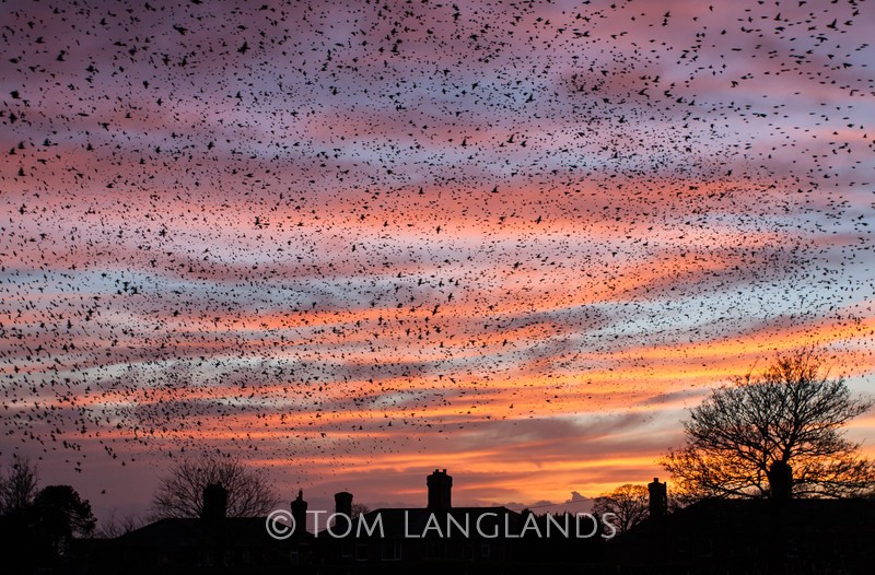 Starlings - Starlings and Murmurations