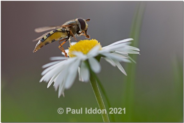 Hover on Daisy - Macro