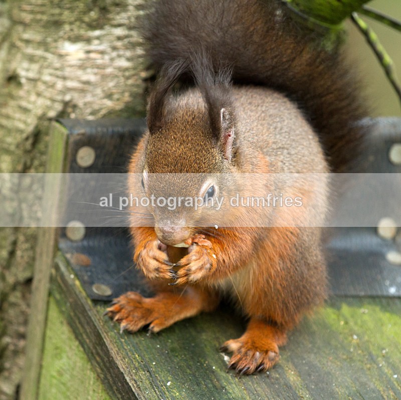 Red Squirrel 10 (disambiguation). - Eskrigg Nature Reserve Lockerbie