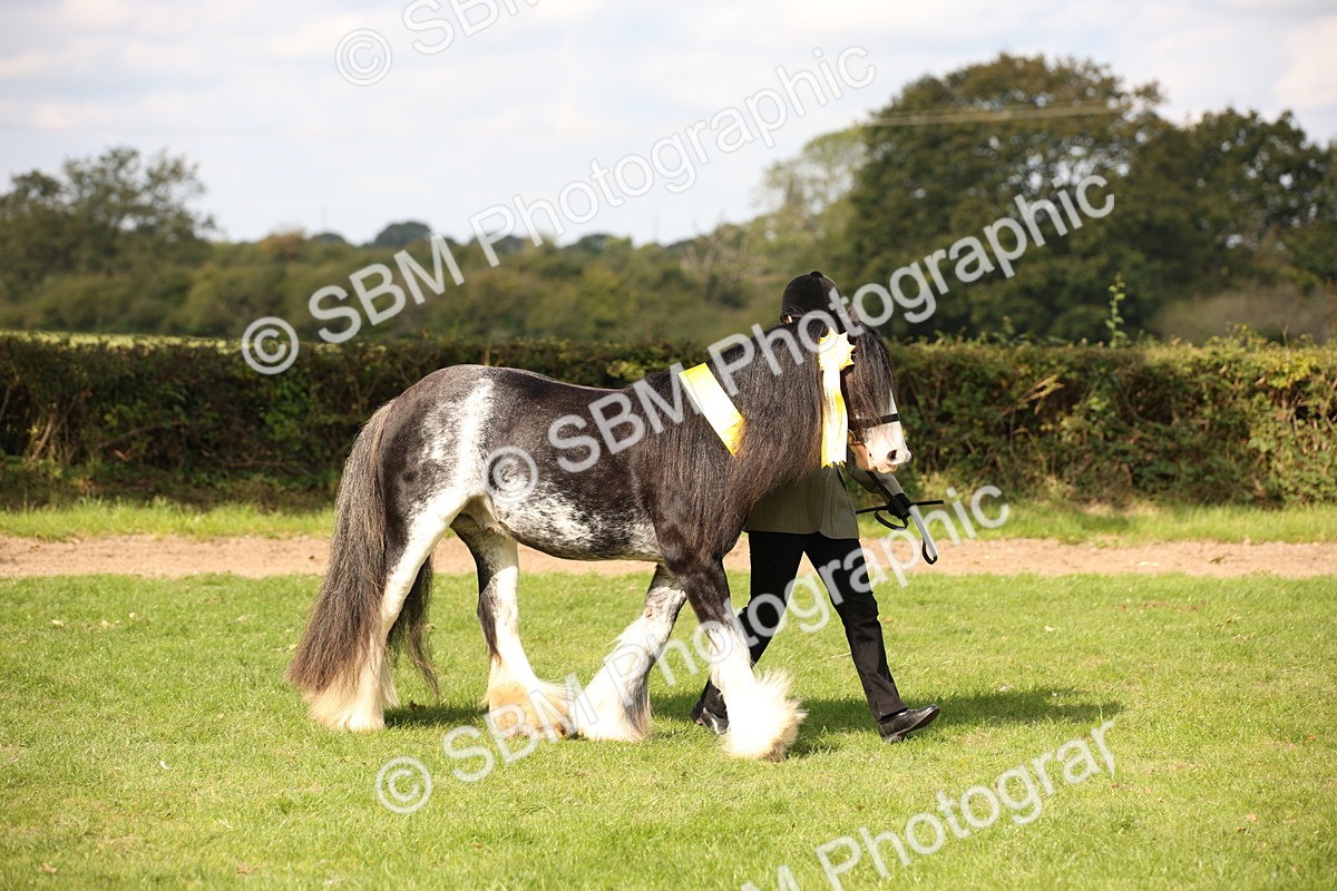 SBM_62325 - S55 - Traditional Cob In Hand