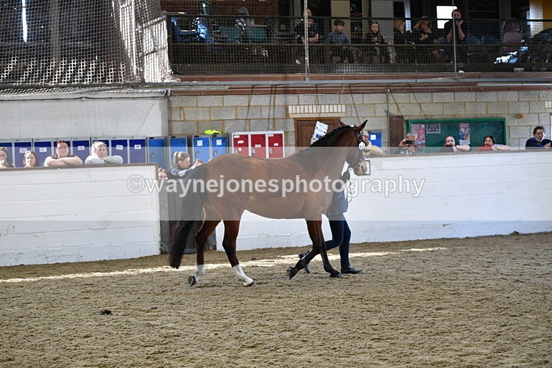 WJ5_4535 - Class 3 Part Bred In hand