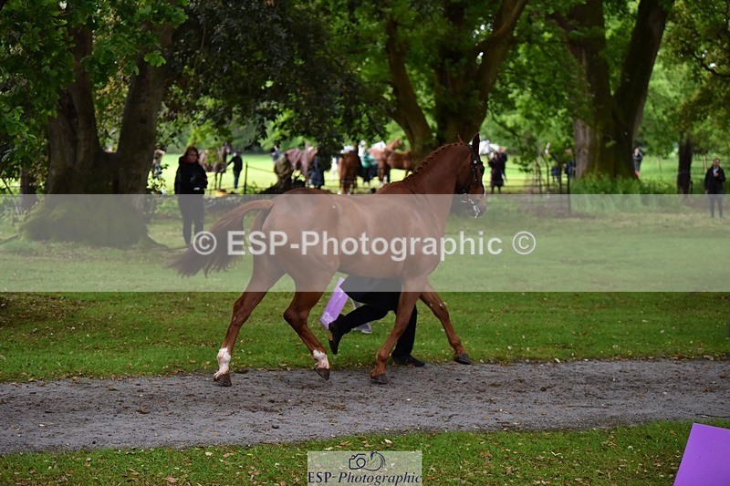 240522-164002-01073 - 265-GREANNANSTOWN_MONBEG_JOE-Finn_Healy