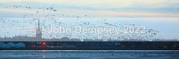 Pinkfooted Sun-rising - Montrose Panoramas