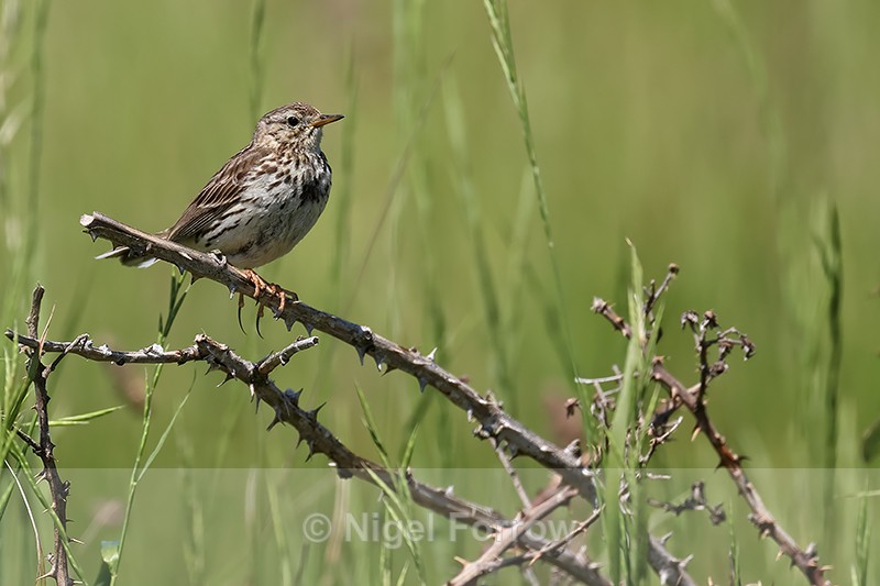 Meadow Pipit, long hind claw showing on perch, Dorset, UK - Meadow Pipit