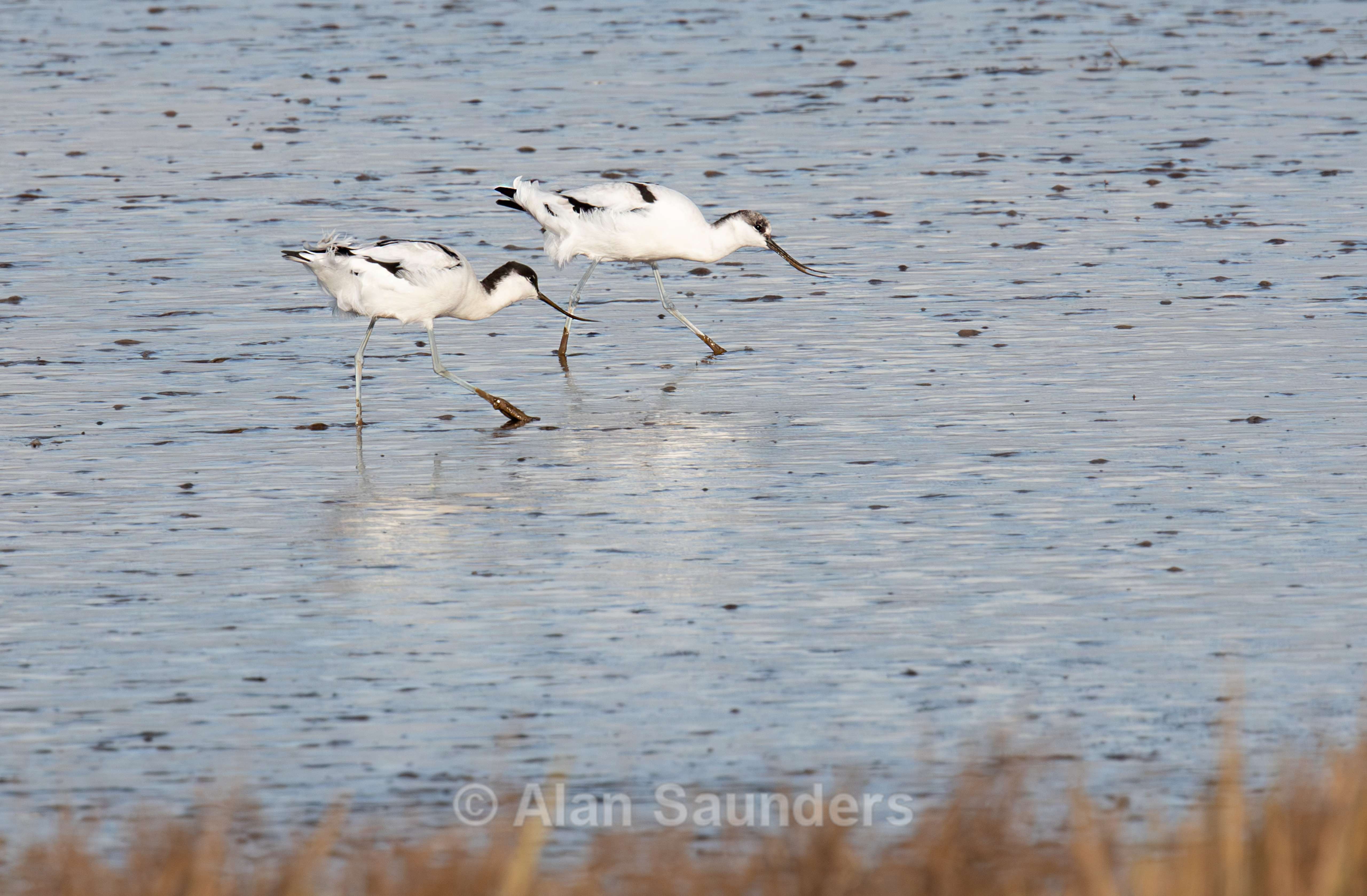 Pied Avocet 5