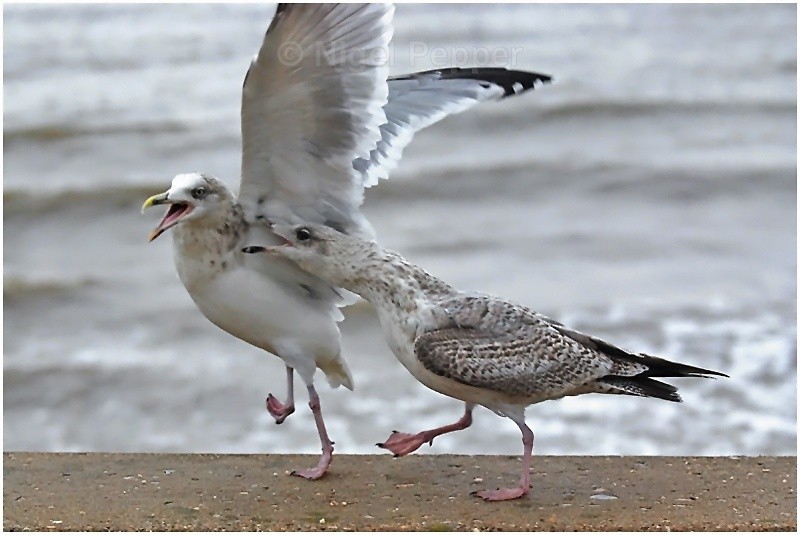 Pecking Order - Leggy the Herring Gull