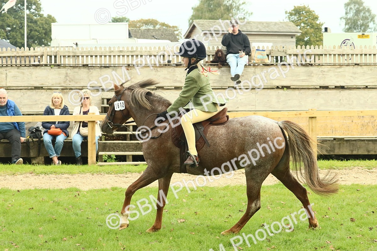 SBM_69961 - S59 - Mountain & Moorland Ridden Small Breeds