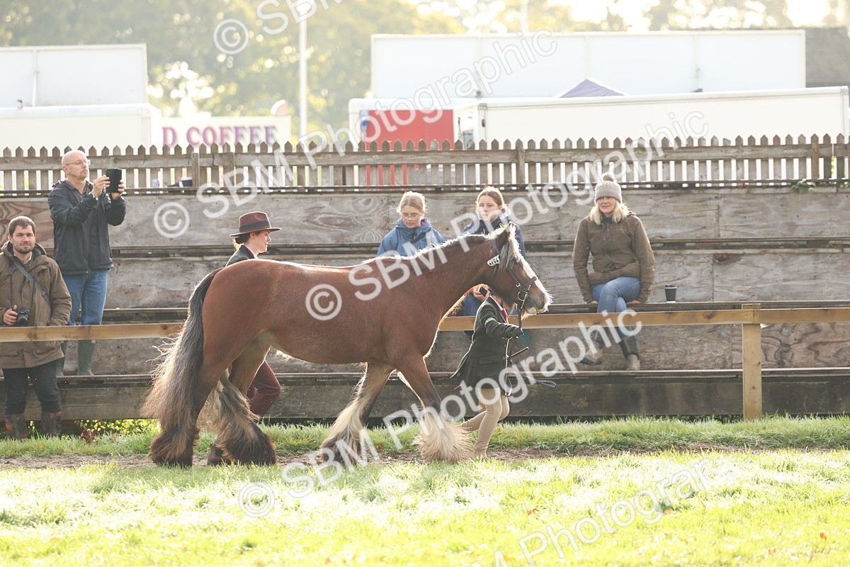 SBM_54786 - S39 - Starters In Hand Showing