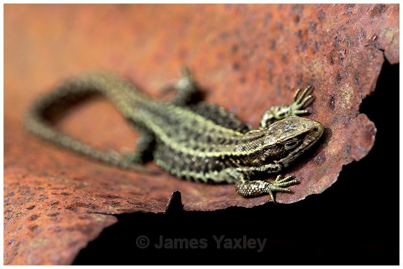 On the Edge of Darkness - The British Wildlife Photography Awards 2009 to 2014