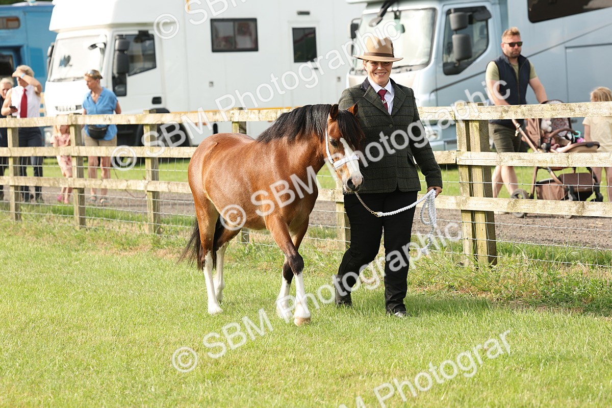 SBM_00380 - Class 6-13 - Mountatin and Moorland In Hand Welsh Breeds