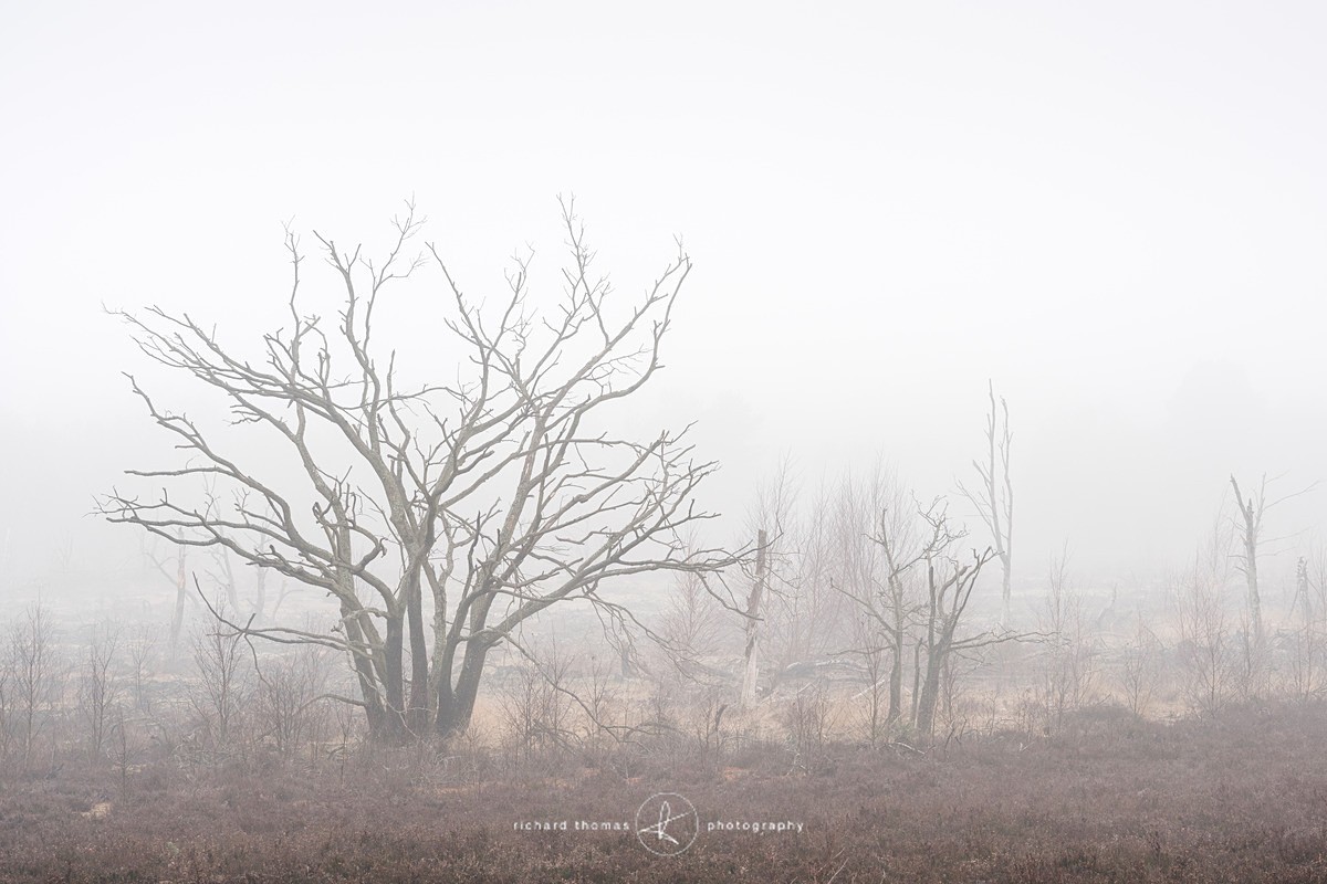  - Charred Mist