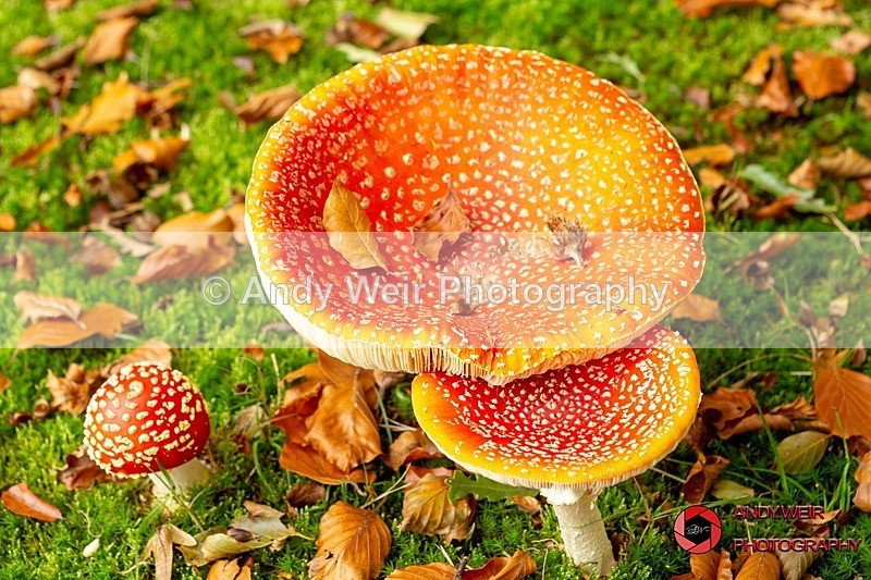 181017-untitled-3K8A5749 - Fungii