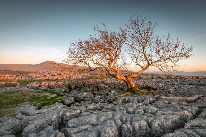Twistleton Tree - Distant Hills