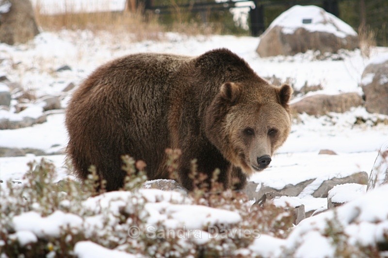  - Yellowstone
