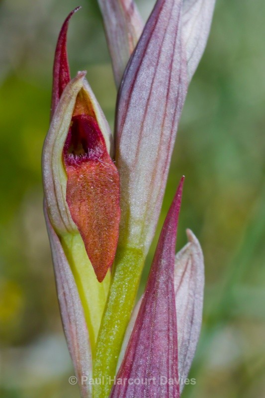 Small-flowered Tongue Orchid (Serapias parviflora) - Orchids - Serapias