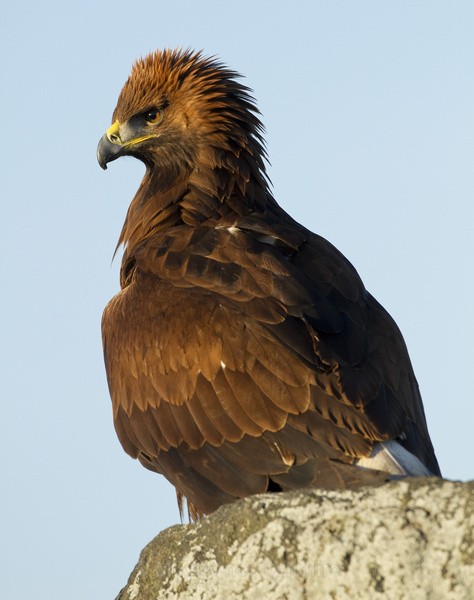 GOLDEN EAGLE - GOLDEN EAGLES