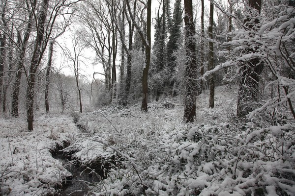 Winterwoods _S134 - Somerset landscape Photography